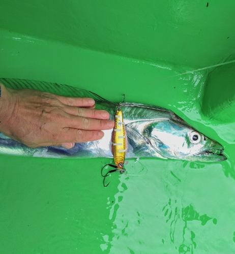 タチウオの釣果