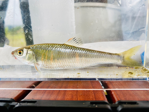 オイカワの釣果