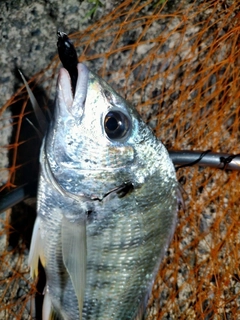 キビレの釣果