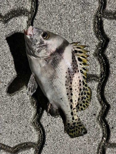 コショウダイの釣果