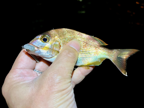 チャリコの釣果