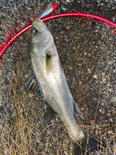 セイゴ（マルスズキ）の釣果