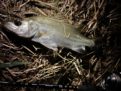 セイゴ（ヒラスズキ）の釣果