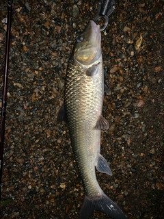 ニゴイの釣果