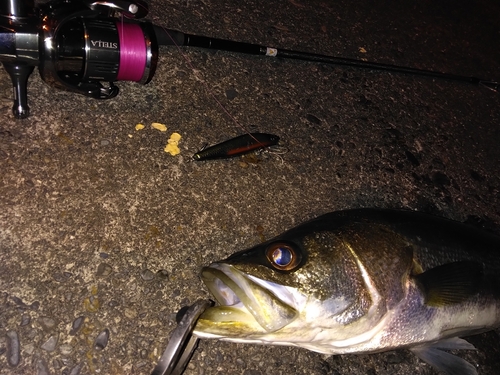 シーバスの釣果