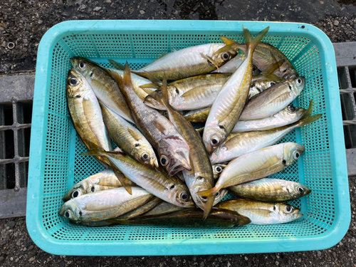 マアジの釣果