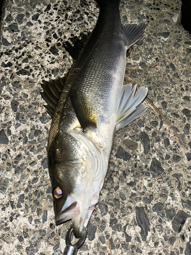 スズキの釣果