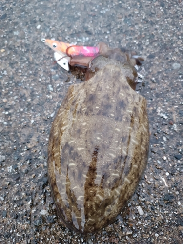 コウイカの釣果