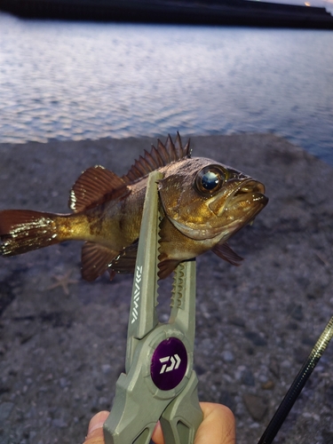 メバルの釣果