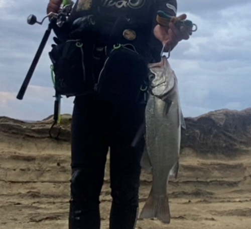 ヒラスズキの釣果