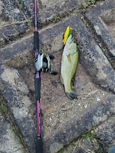 ブラックバスの釣果