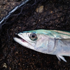 サゴシの釣果