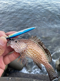 オオモンハタの釣果