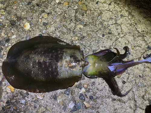 アオリイカの釣果