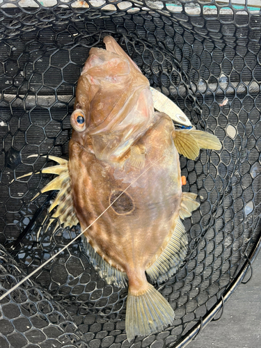 マトウダイの釣果