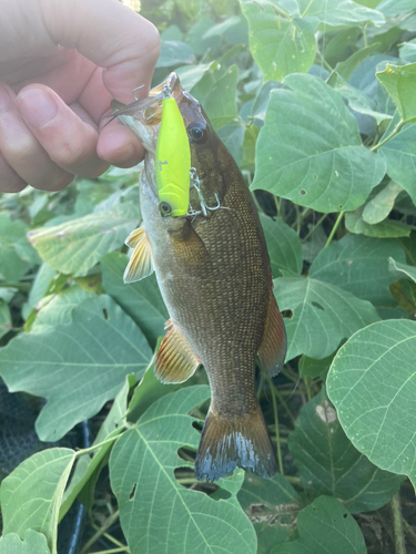 スモールマウスバスの釣果