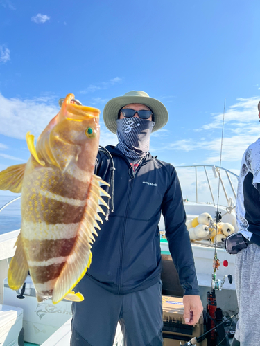 アオハタの釣果