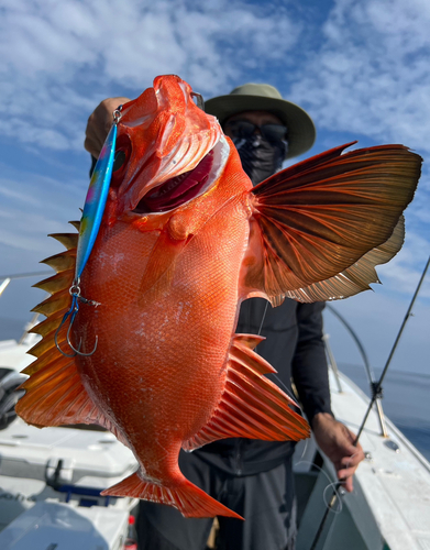 チカメキントキの釣果