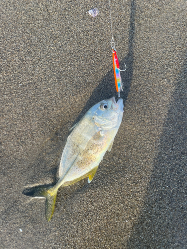 メッキの釣果