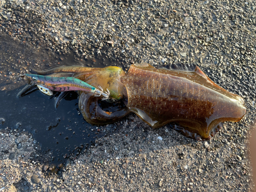 イカの釣果