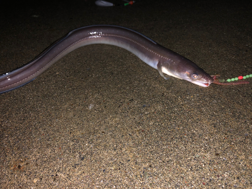 アナゴの釣果