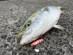 メジロの釣果