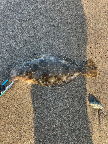 ソゲの釣果