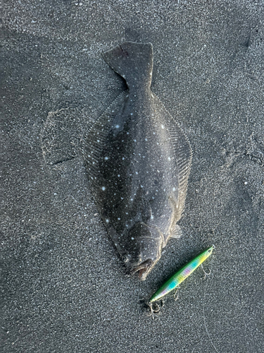 ソゲの釣果