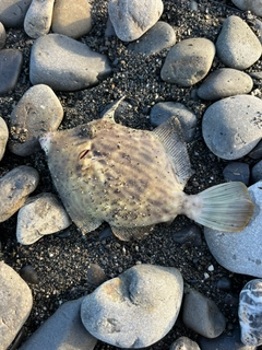 カワハギの釣果