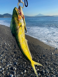 シイラの釣果