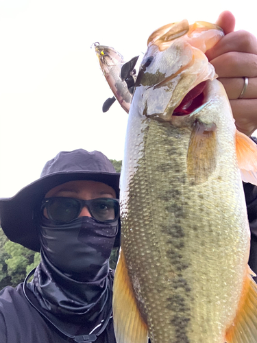 ブラックバスの釣果