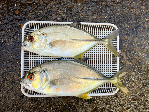 メッキの釣果