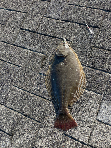 ソゲの釣果