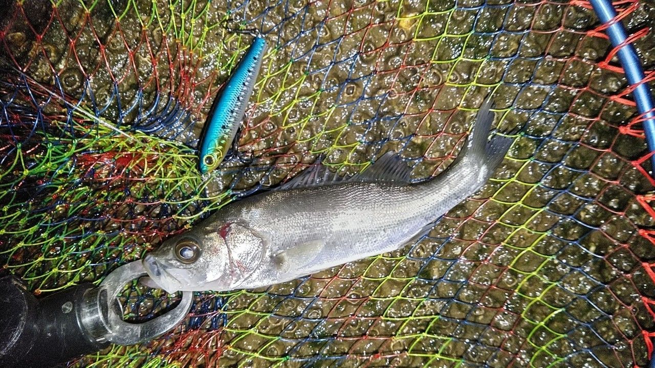 セイゴ（マルスズキ）