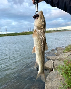 ニゴイの釣果