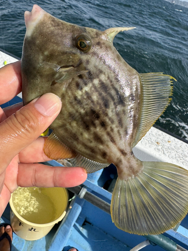 カワハギの釣果