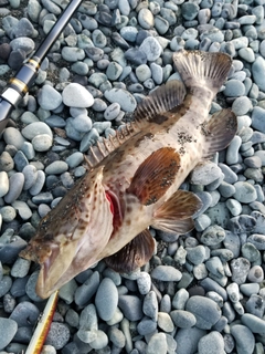 チャイロマルハタの釣果