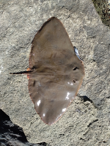 ツバクロエイの釣果