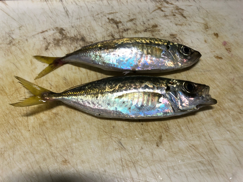 アジの釣果