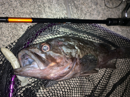 クロソイの釣果