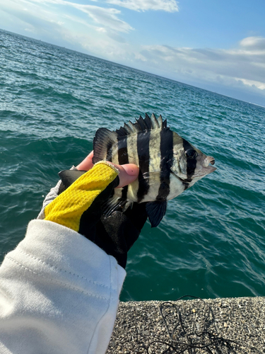 サンバソウの釣果