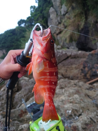 アカハタの釣果