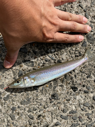 シロギスの釣果