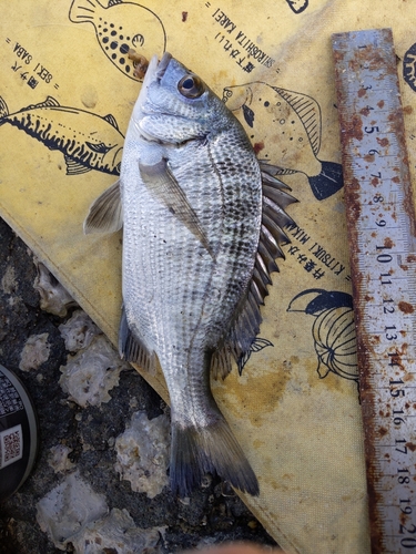 クロダイの釣果