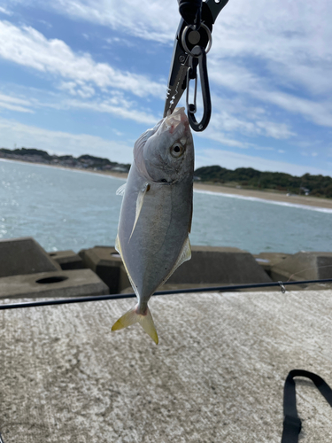 シマアジの釣果