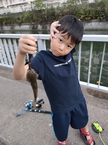 ウロハゼの釣果