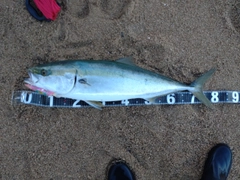 ブリの釣果