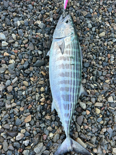 ハガツオの釣果