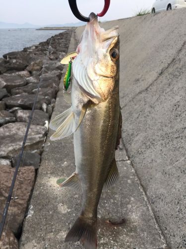 シーバスの釣果