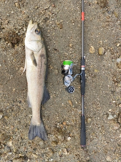 スズキの釣果